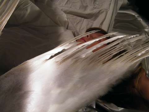 Feathers from