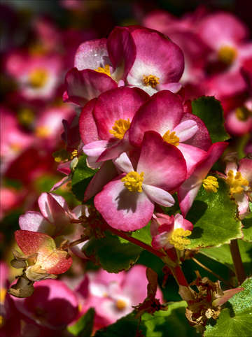 Flowers and sunlight
