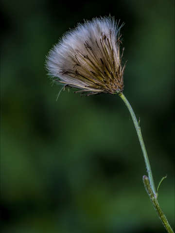 Fall flower