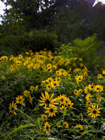 A flowery path