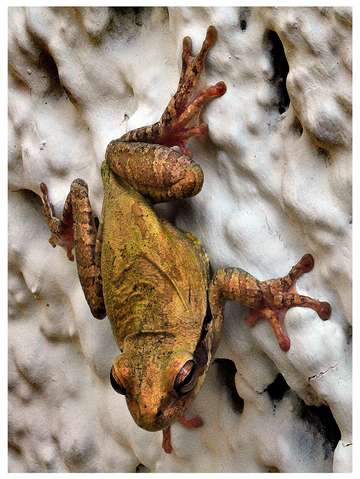 Frog uxmal the yucat n mx
