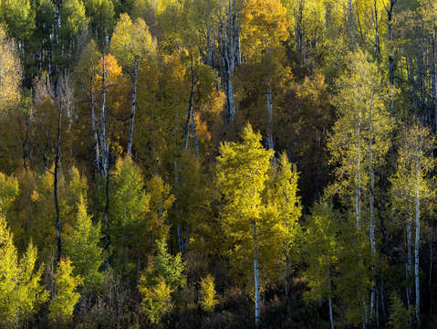 Aspen glow
