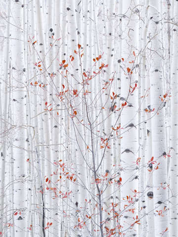 Aspen red