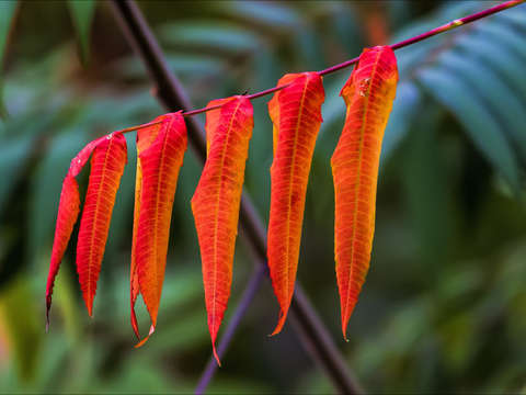 Sumac in autumn