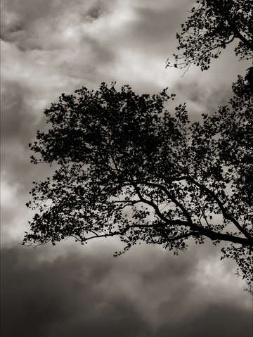 Trees clouds and sky