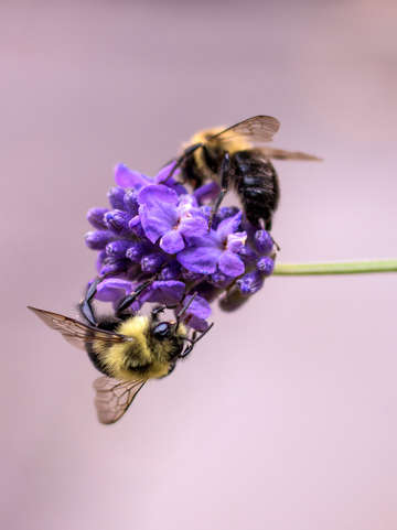 Two bees pollinating lavender