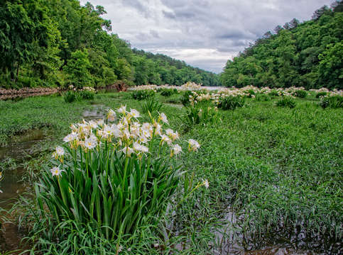 Shoal lilly