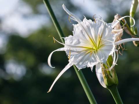 Shoal lilly 2