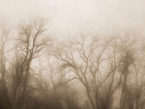 The secrets of the trees