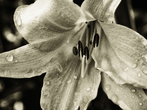 Delicate 2