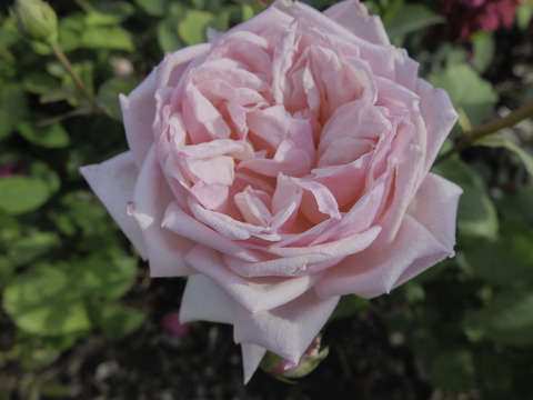 Pink rose 4