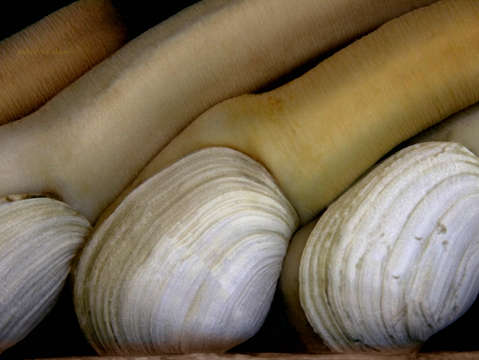 Giant clams