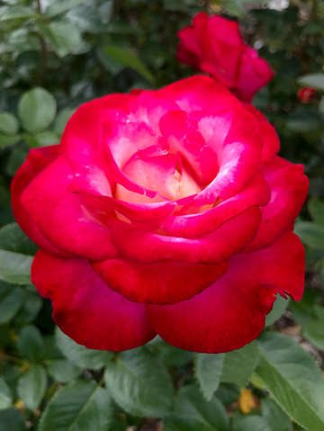 Red rose 8