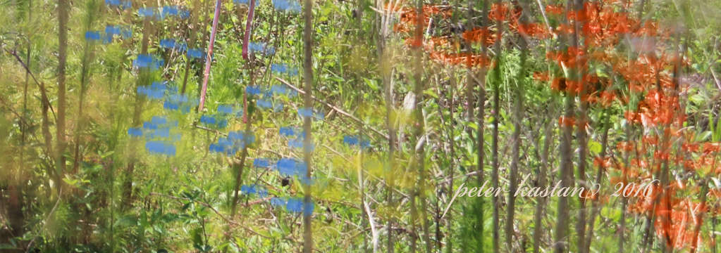 Monet bird