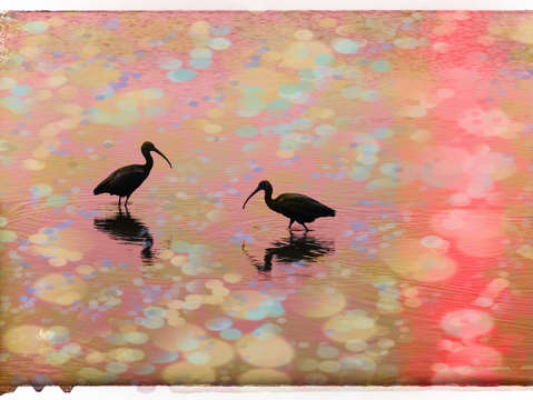 Birds 3
