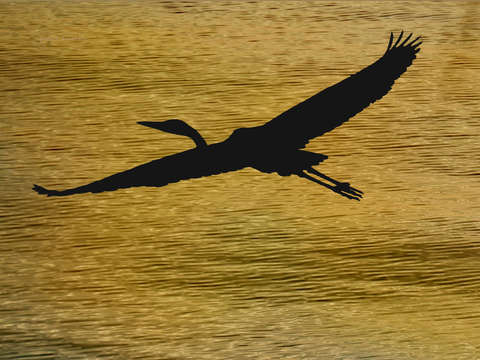 Gold bird 2