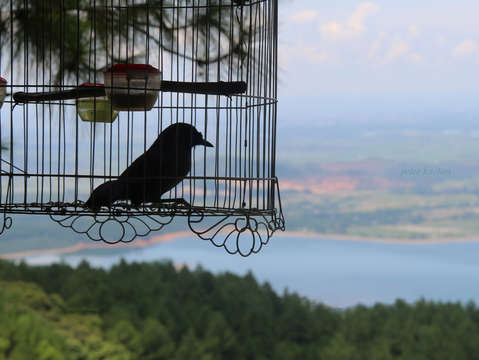 Bird cage