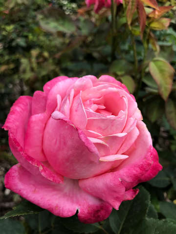 Another pink rose