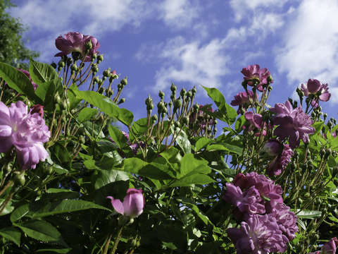 Flowers in the sky at the brooklyn botanic garden