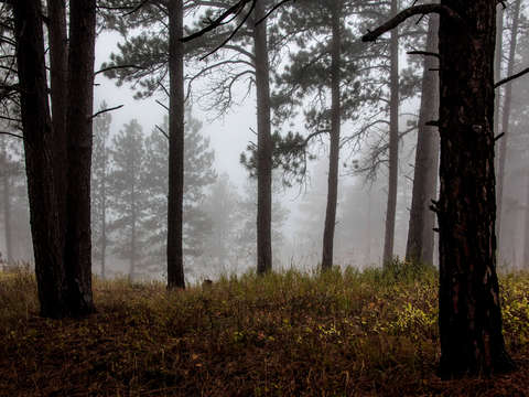 Dense fog through trees