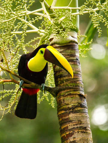 Toucan