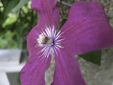 Purple flower 7