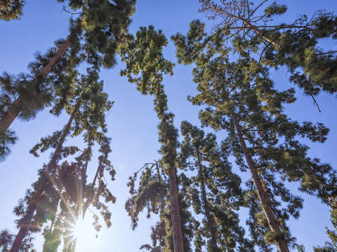 Pretty pines