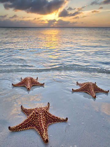 Starfish beach sunset