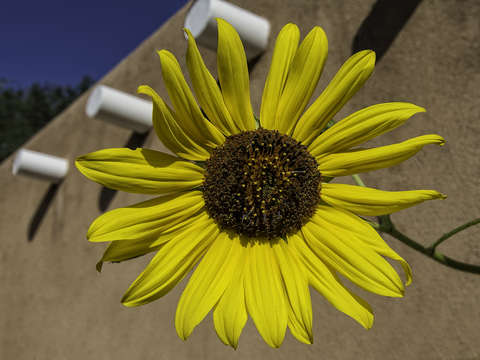 Daisy on the wall
