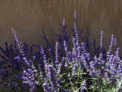 Lavender 2