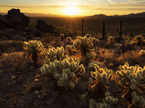 Las chollas doradas