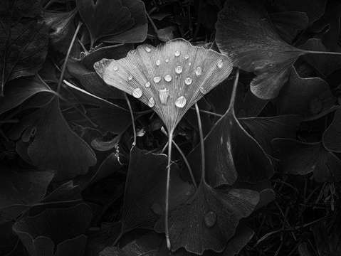 Ginkgo