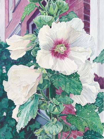 Amsterdam hollyhocks 1
