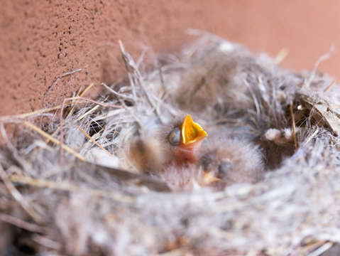 Baby bird