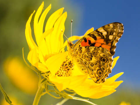 Butterfly 11