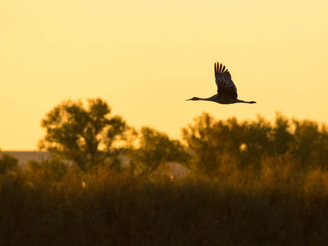 Crane in flight