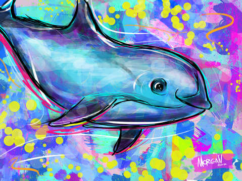 Vaquita
