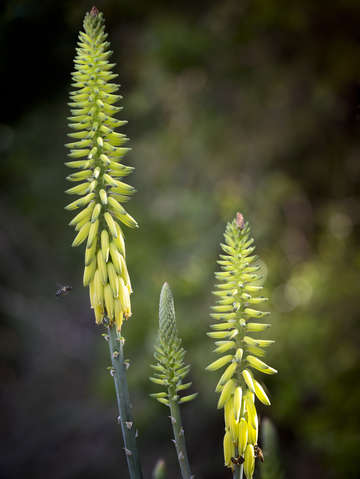 Aloe vera blooms