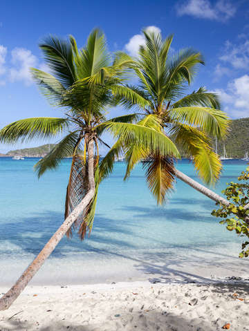 Maho bay palms
