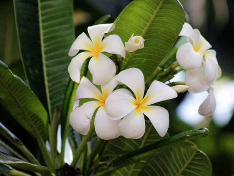 Hawaiian love