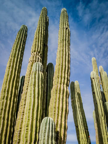 Towering cactus