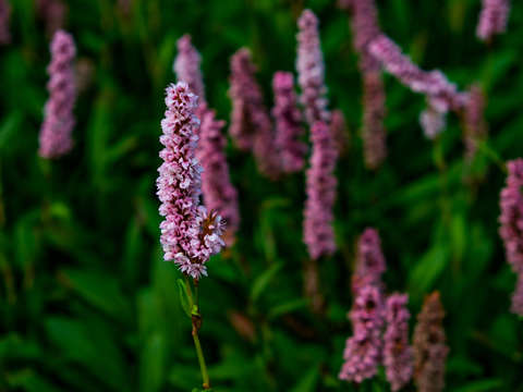 Purple 2
