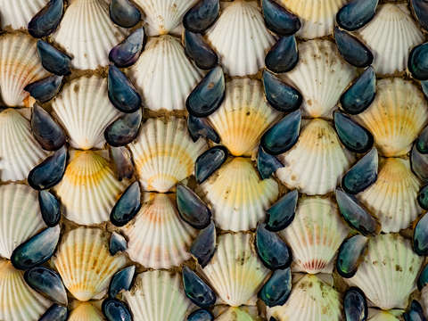 Seashells