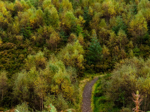 Trail through trees