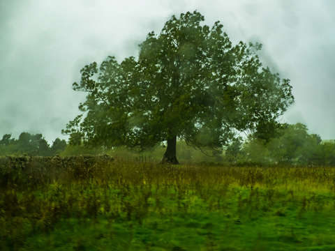 Tree in rain