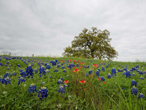 Bluebonnet indian paint brush