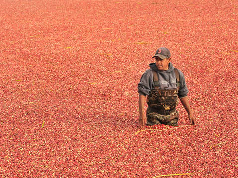 Cranberry harvester