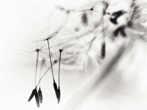 Dandelion wind i 2