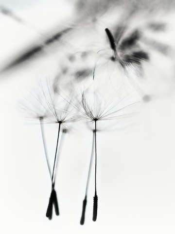 Dandelion wind ii 2