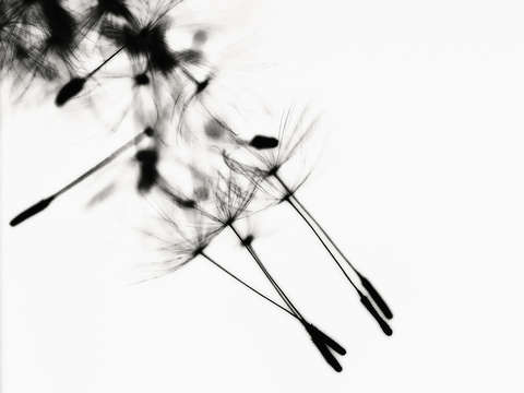 Dandelion wind iii 2